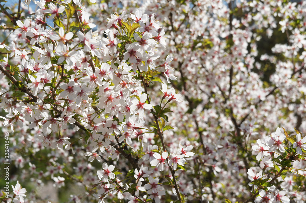 Blossoming white flowers tree background