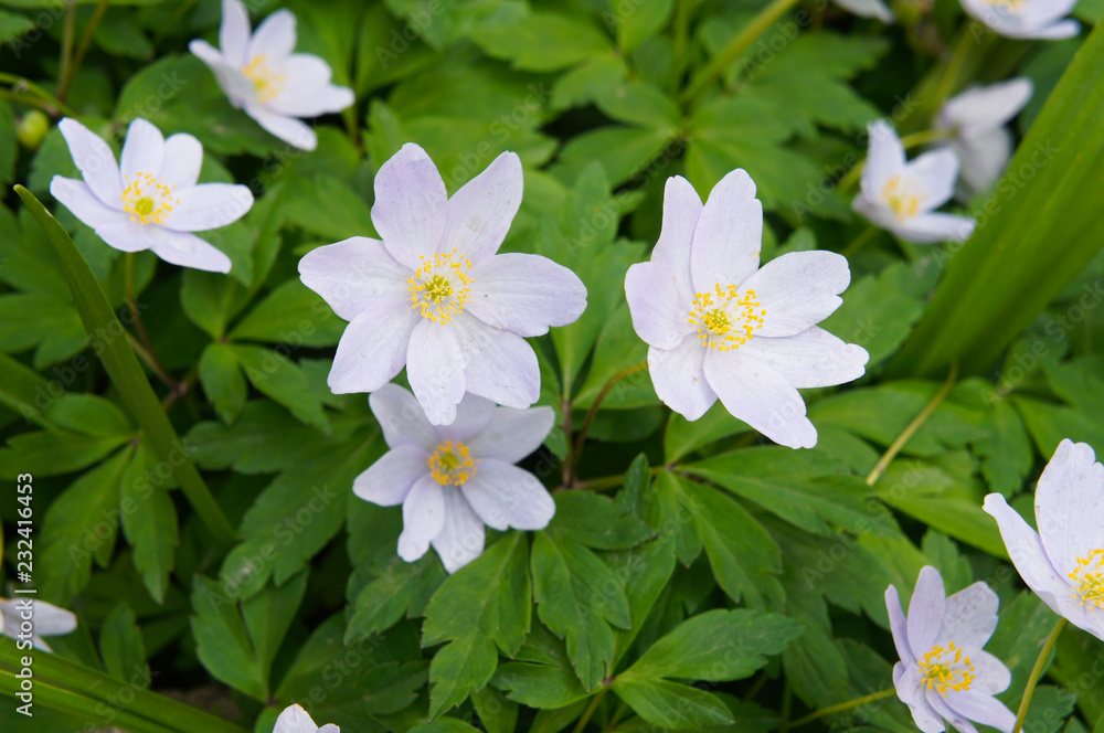 anemone nemorosa or wood anemone early-spring flowering plant anemone nemorosa or wood anemone early-spring flowering plant
