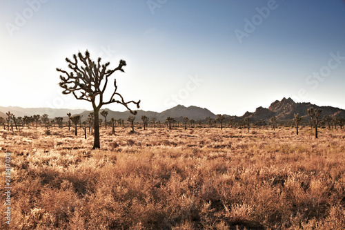 Landscape with joshua tree