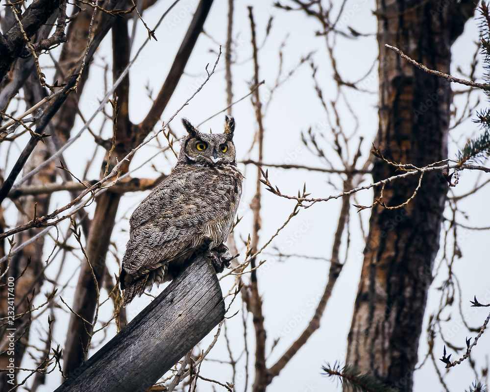 Great Horned Owl