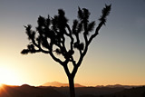 Sunset over Joshua Tree National Park, California, US