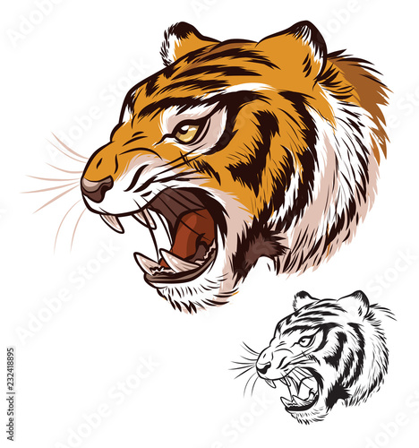 Fototapeta Naklejka Na Ścianę i Meble -  Isolated Tiger Head in Color and Black & White
