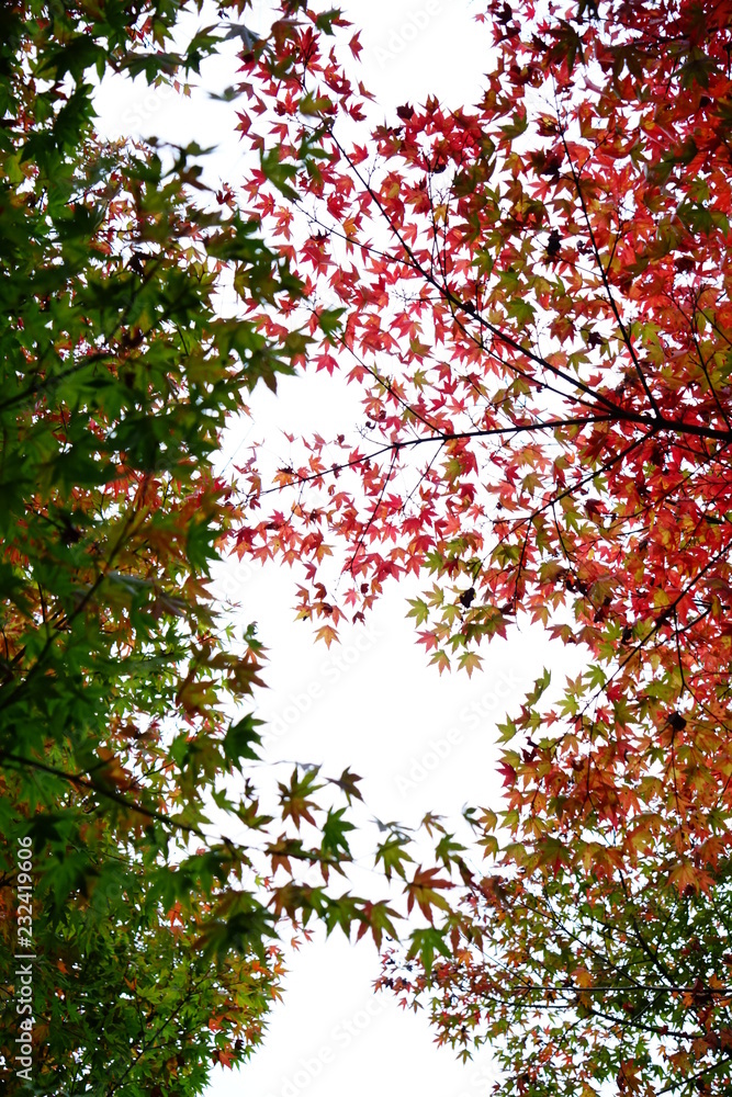 紅葉 紅葉