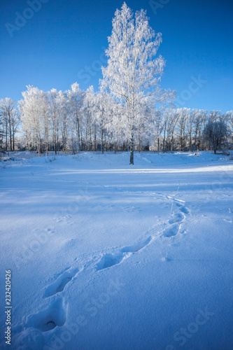 winter in the forest