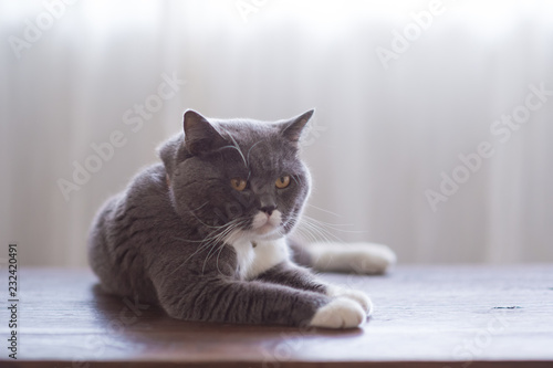 Cute British short-haired cat