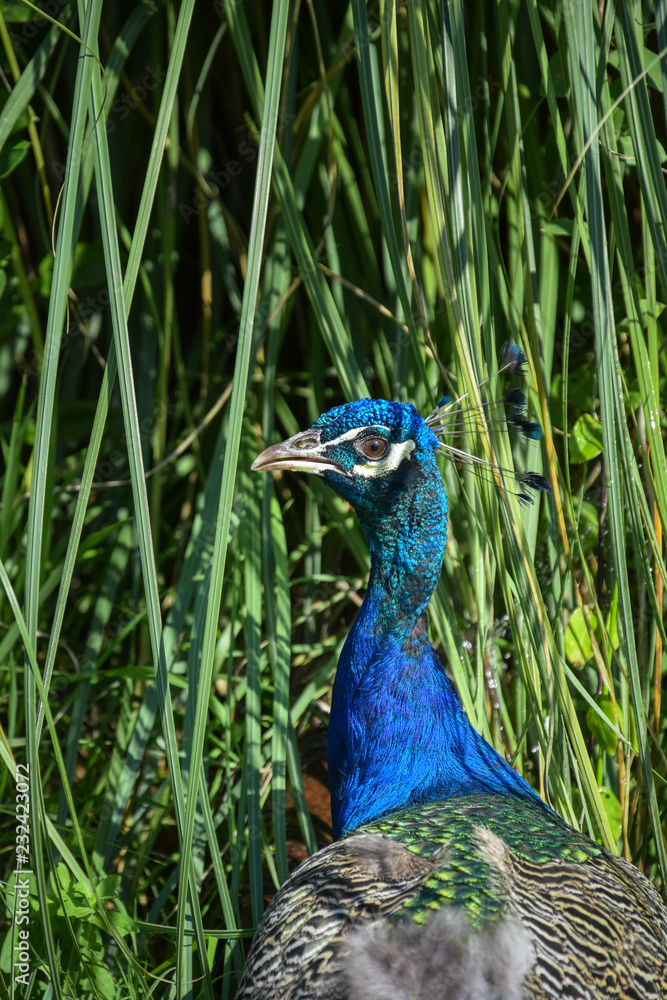 Obraz premium portrait of a peacock close against the wall of grass