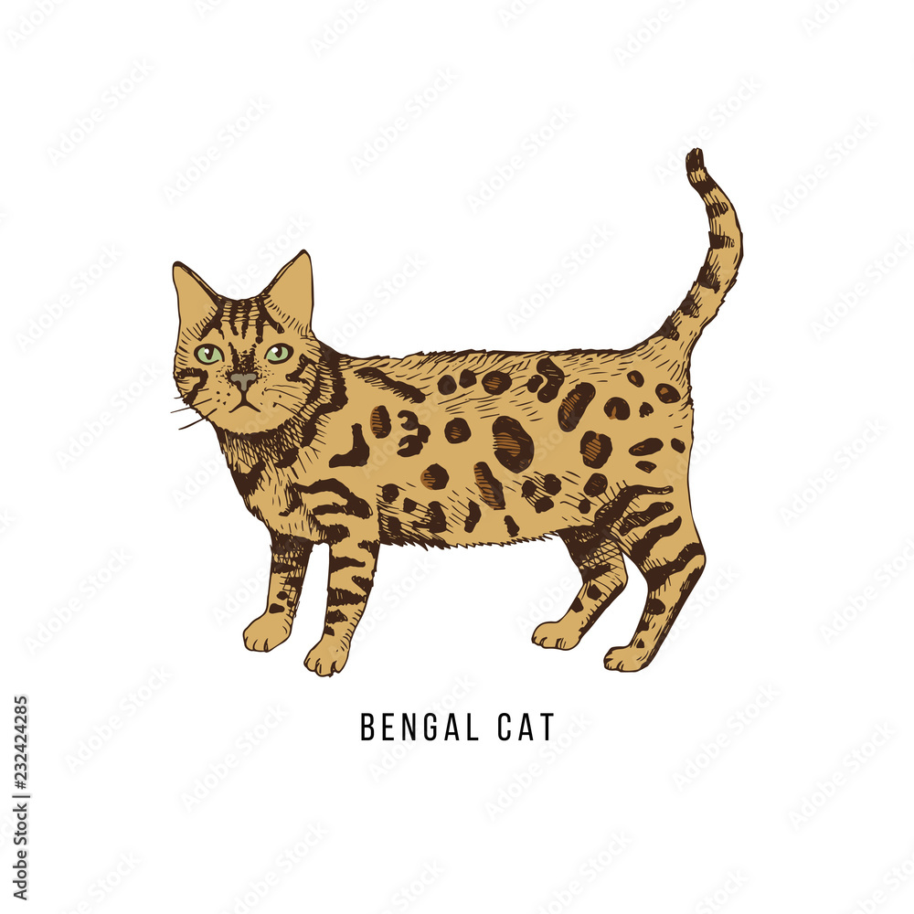 Hand drawn bengal cat Hand drawn bengal cat