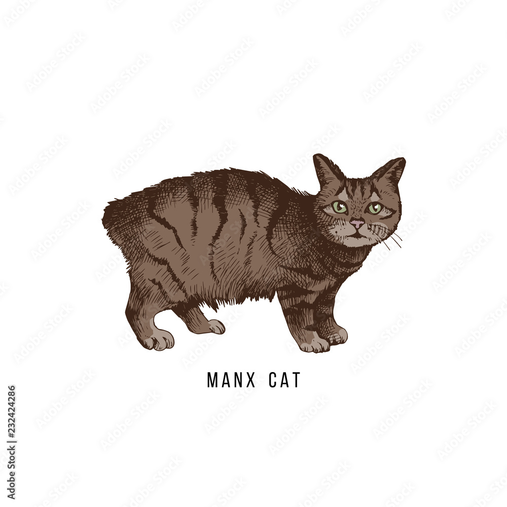 Foto Hand drawn manx cat