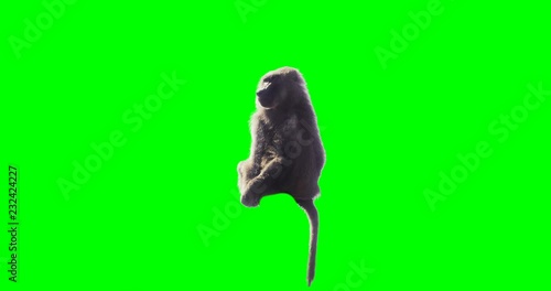 Monkey eating fruit in front of green screen. Shot with red camera. Ready to be keyed