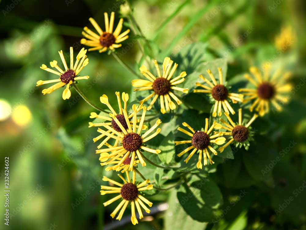 秋に咲く一風変わった姿の黄色い花 Stock Photo Adobe Stock 秋に咲く一風変わった姿の黄色い花 Stock Photo Adobe Stock