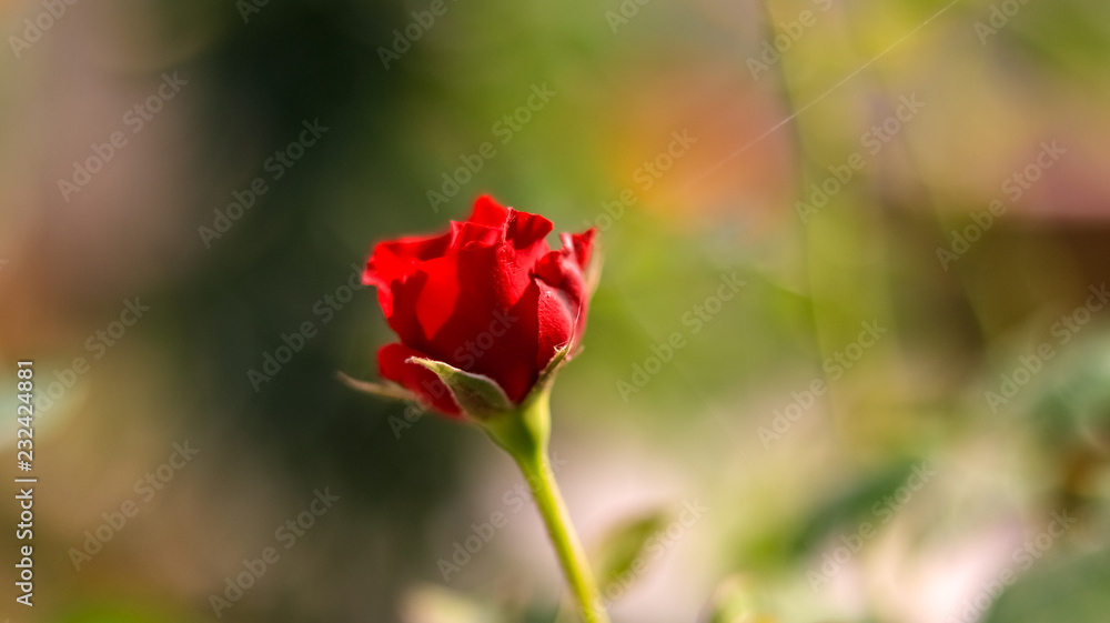 Red rose in the garden