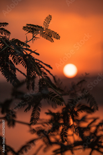 Leaves during sunset