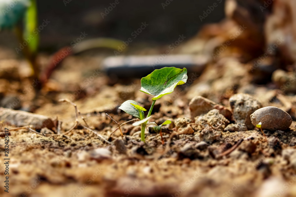 Tiny plant in the garden, miniature version Tiny plant in the garden, miniature version