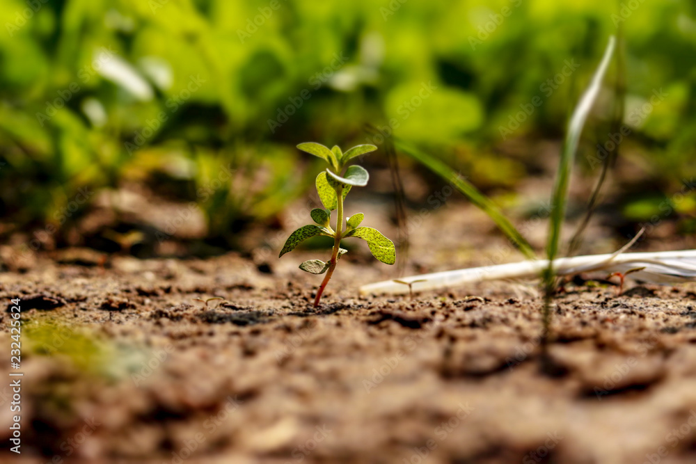 Tiny clover plant in the garden, miniature version