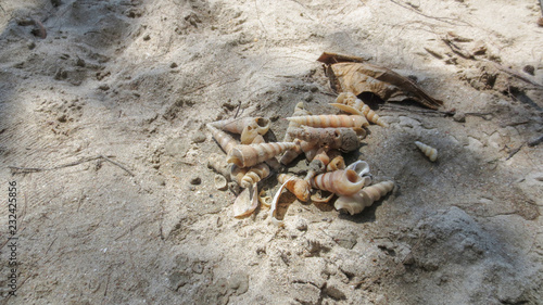 sea shells with sand at Pak Meng Beach Trang province Thailand