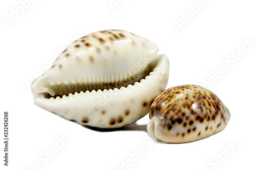 Sea shells cowrie from Pacific, isolated on white background