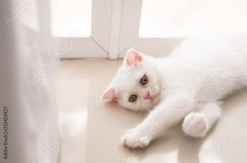Cat Scottish white fluffy cute little animal at home