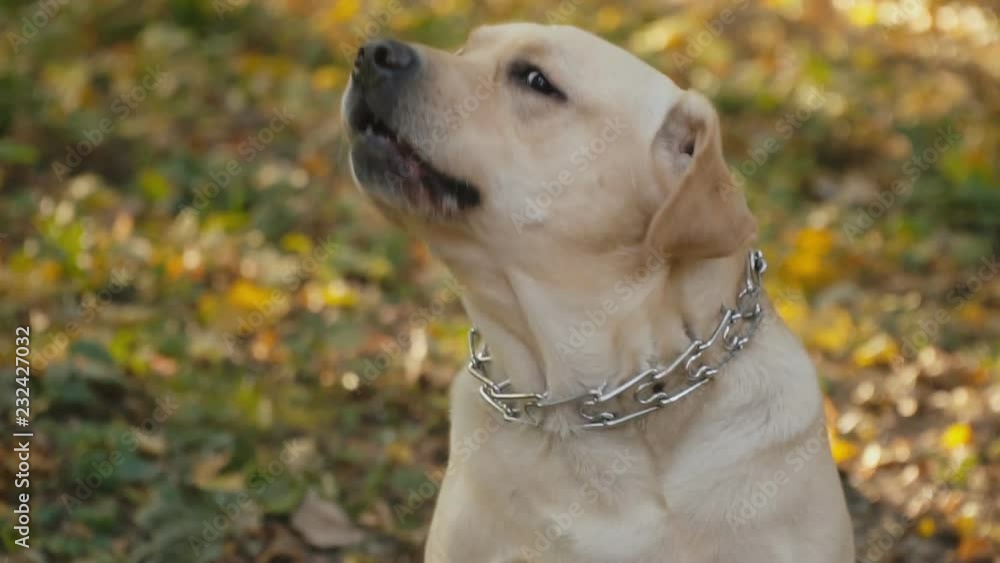 dog breed Labrador in the park dog breed Labrador in the park