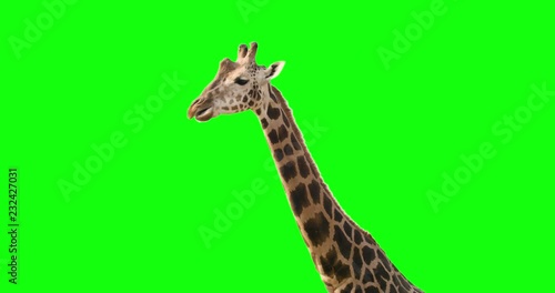 A curious giraffe looking at the camera on green screen.