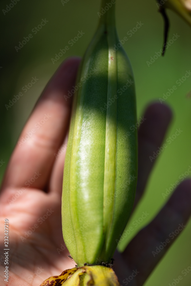 Grammatophyllum speciosum, also called giant orchid, tiger orchid, sugar cane orchid or queen of the orchids. Grammatophyllum speciosum, also called giant orchid, tiger orchid, sugar cane orchid or queen of the orchids.