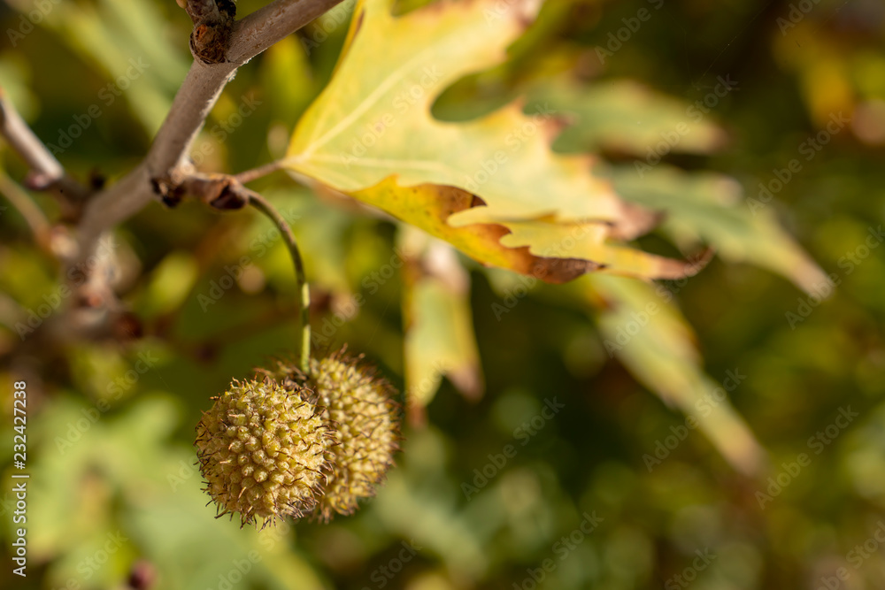 Golden autumn leaves of plane tree and fruits on branches of tree at the golden hour. Beautiful autumn background, sunset backlighting and bokeh.. Golden autumn leaves of plane tree and fruits on branches of tree at the golden hour. Beautiful autumn background, sunset backlighting and bokeh..
