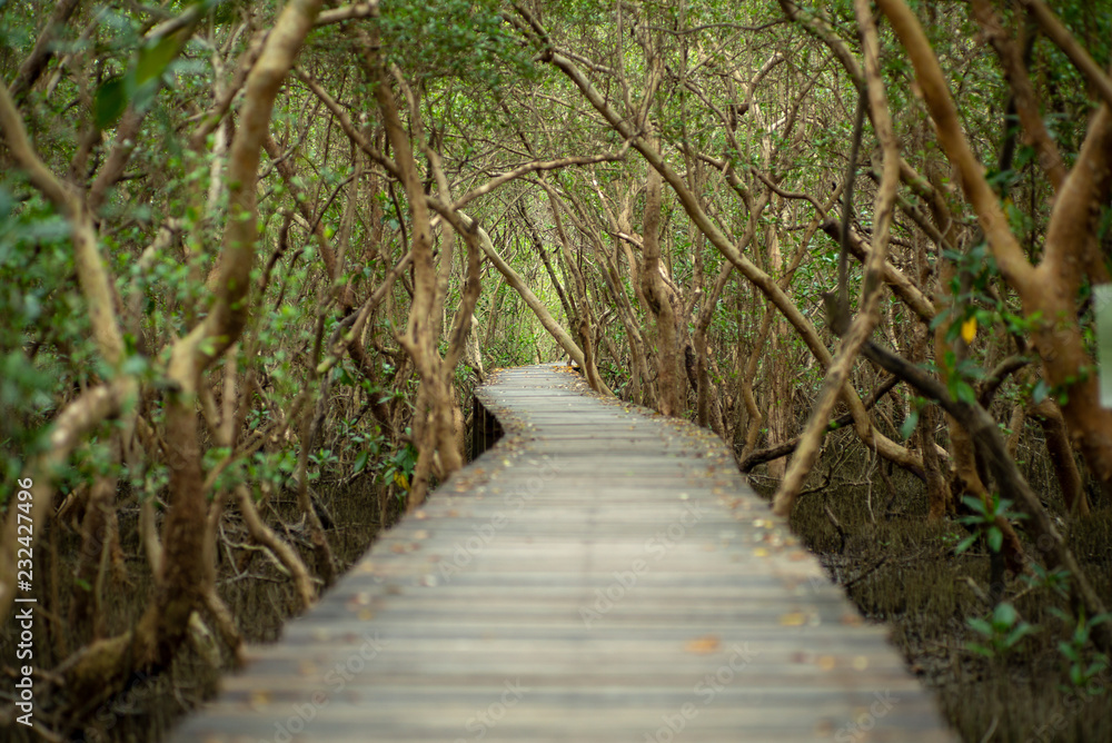 Landscape of mangroves forest with wooden walkway for surveying the ecology Landscape of mangroves forest with wooden walkway for surveying the ecology