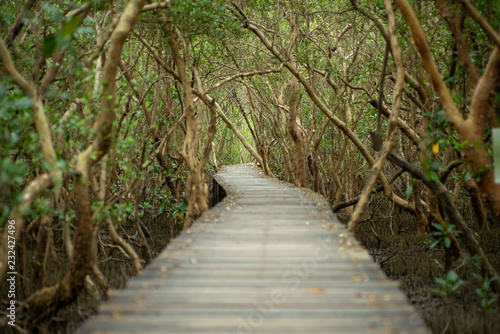 Landscape of mangroves forest with wooden walkway for surveying the ecology