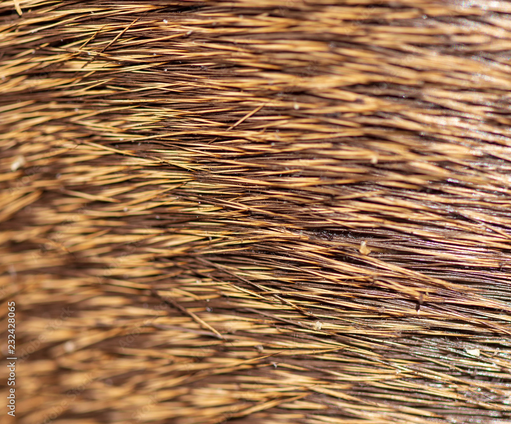 Wool on a deer as an abstract background Wool on a deer as an abstract background