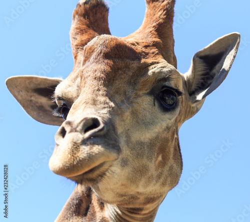 Portrait of a giraffe in a zoo © schankz