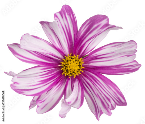 cosmos flower isolated