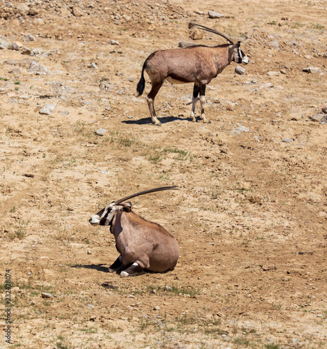 Antelope grazes in the wild