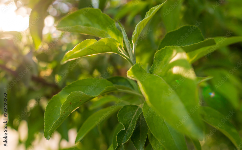 Beautiful green leaves on a tree branch Beautiful green leaves on a tree branch