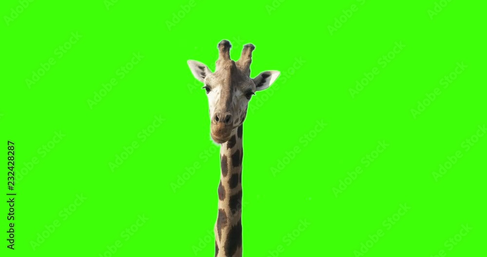 A curious giraffe looking at the camera on green screen.