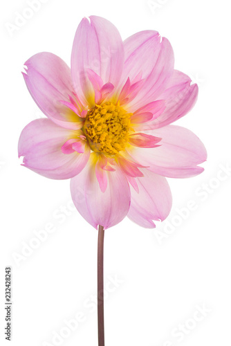 Fototapeta Naklejka Na Ścianę i Meble -  dahlia flower isolated