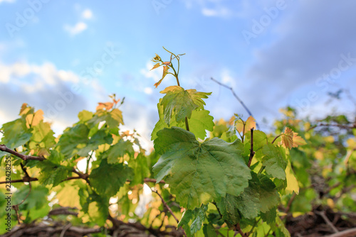 Leaves on grapes in nature