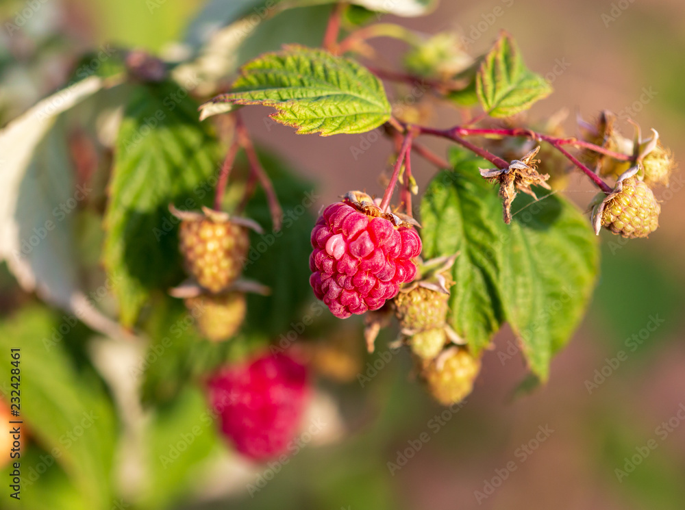 Red ripe raspberries in the garden. Red ripe raspberries in the garden.