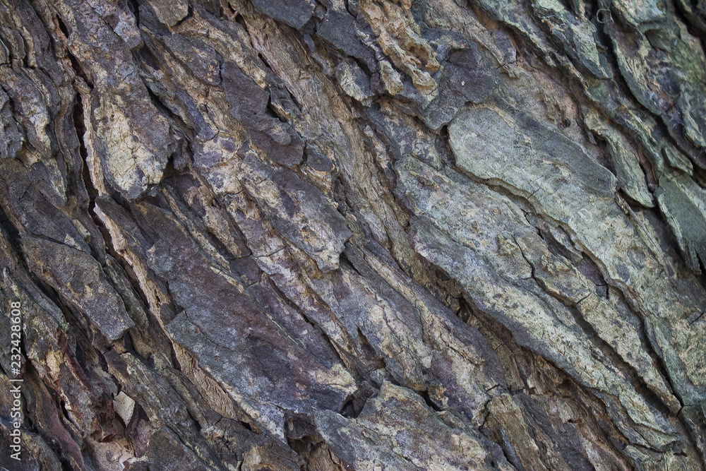 bark of an olive tree. nature. photo bark of an olive tree. nature. photo