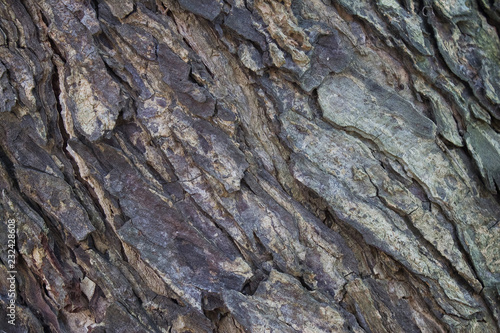 bark of an olive tree. nature. photo