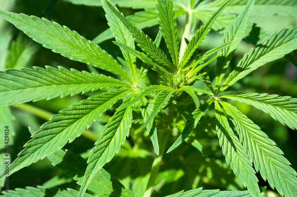 Medical Cannabis Medical Cannabis