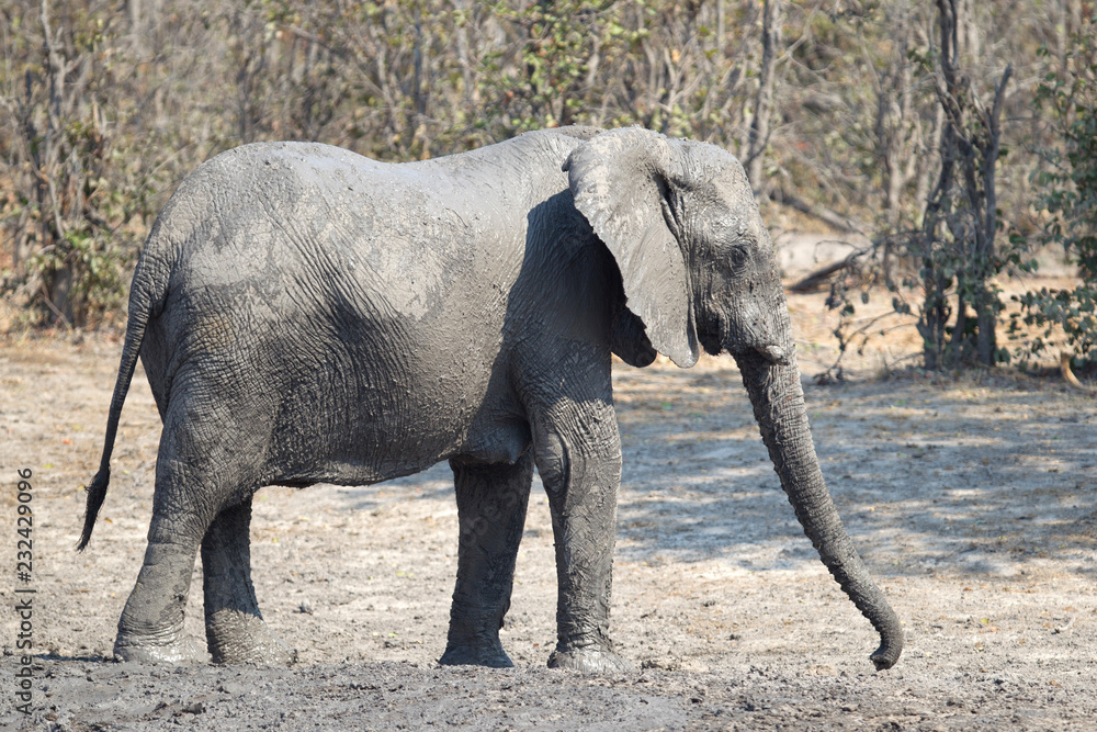 Elephant taking a mudbath