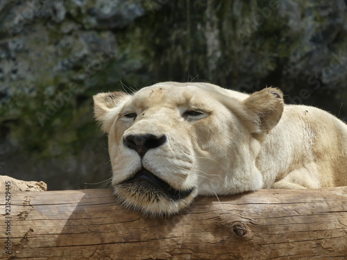 Lion sleep tonight