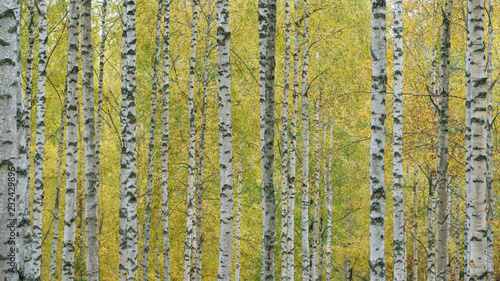 autumn coloes in birch forest