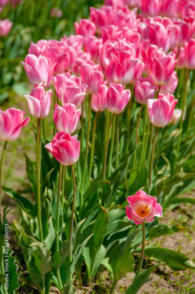 Pink Tulips in a Row Pink Tulips in a Row