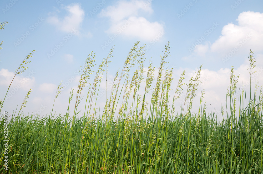 Pasture, nature herbs