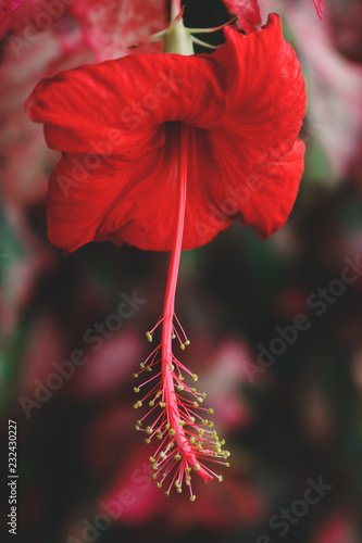 Chaba flower,red,nature