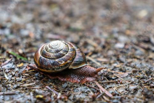 Pacific Sideband Large Snail in Oregon Forest