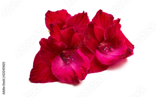 Obraz na płótnie gladiolus flowers isolated