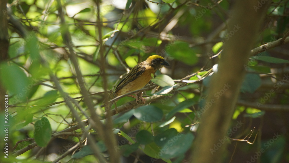 The stripe-throated bulbul, or streak-throated bulbul, is a species of songbird in the bulbul family of passerine birds The stripe-throated bulbul, or streak-throated bulbul, is a species of songbird in the bulbul family of passerine birds