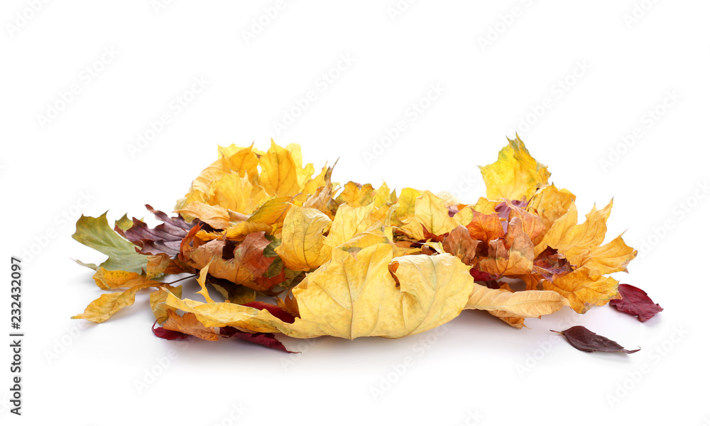 Autumn leaves on white background Autumn leaves on white background