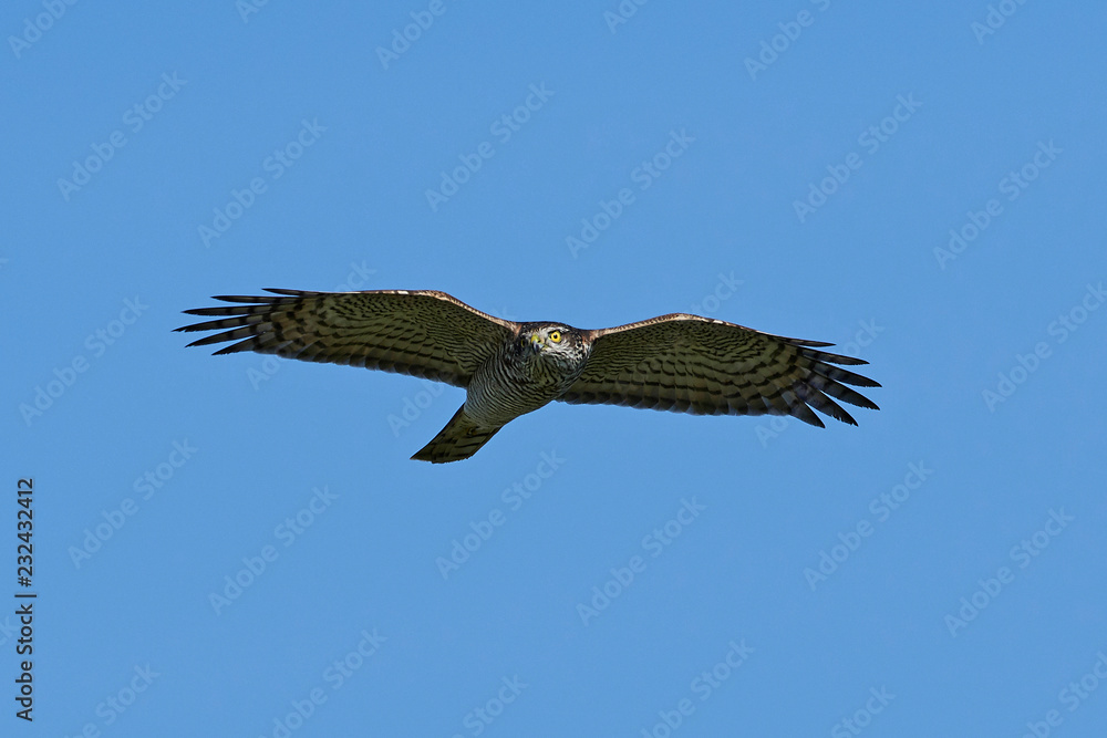 Eurasian sparrowhawk (Accipiter nisus) Eurasian sparrowhawk (Accipiter nisus)